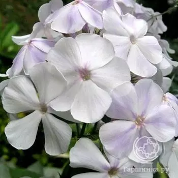 Флокс Небеса