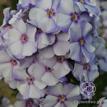 Флокс Новинка