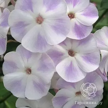 Флокс Облако