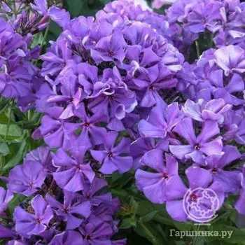 Флокс Полина