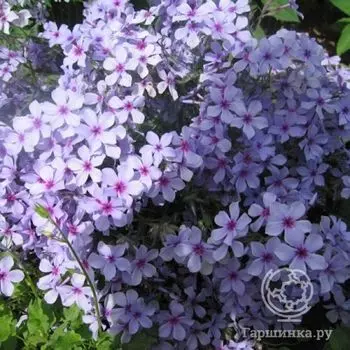 Флокс растопыренный Чаттахучи