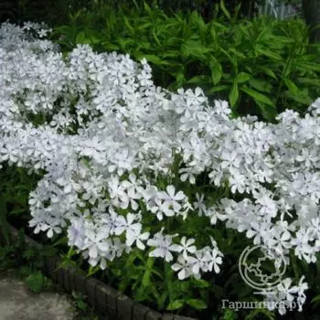 Флокс растопыренный Уайт Парфюм