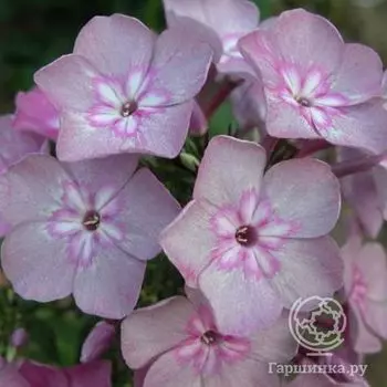 Флокс Селена