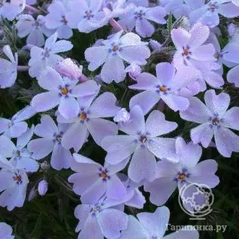 Флокс шиловидный Г.Ф. Вилсон