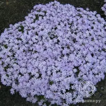 Флокс шиловидный Эмералд Блу