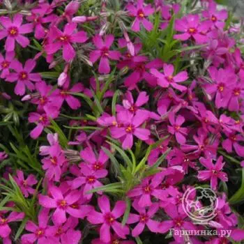 Флокс шиловидный Темискамин