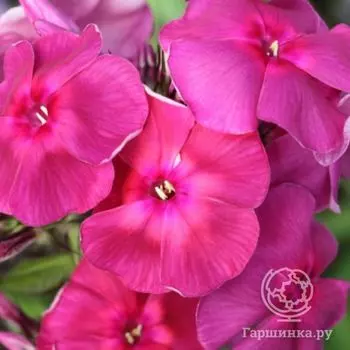 Флокс Травиата