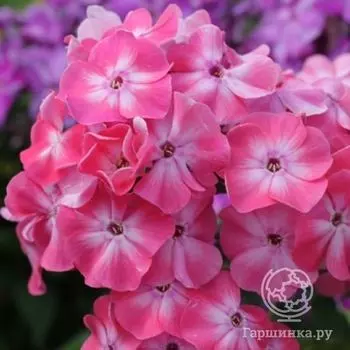 Флокс Вальс