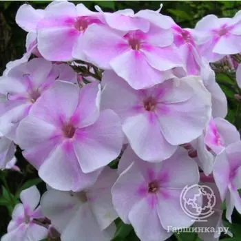 Флокс Зефир