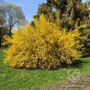 Форзиция промежуточная