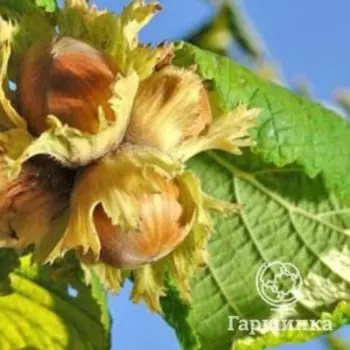 Фундук Сочи-1