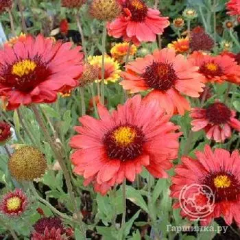 Гайлардия Бургундер