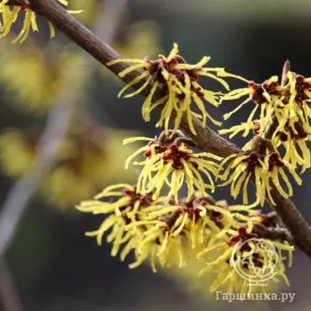 Гамамелис виргинский