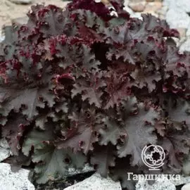 Гейхера Блэк Бьюти