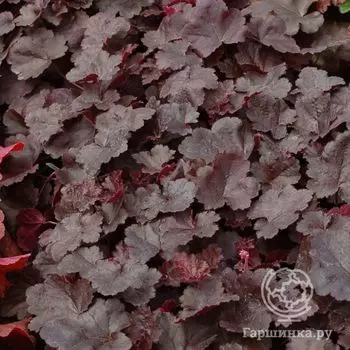 Гейхера Литл Кьюти Коко