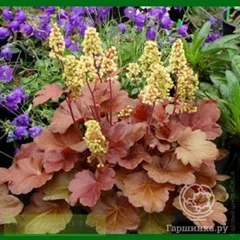 Гейхера Литтл Кьюти Блонди