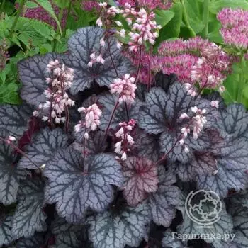 Гейхера Литтл Кьюти Фрост