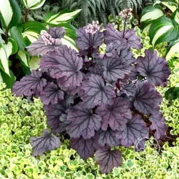 Гейхера Литтл Кьюти Шуга Берри