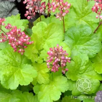 Гейхера Литтл Кьюти Свит Тарт