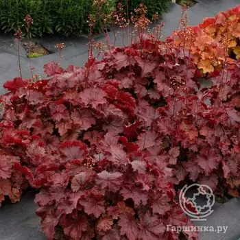 Гейхера Нозерн Икспожэ Ред