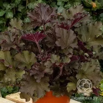 Гейхера Рекс Ред (Heuchera Rex Red)