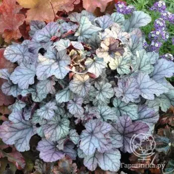 Гейхера Роуз Кварц