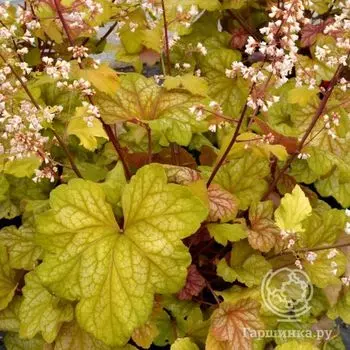 Гейхера Шампань (Heuchera Champagne)