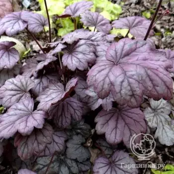 Гейхера Шуга Плам (Heuchera Sugar Plum)