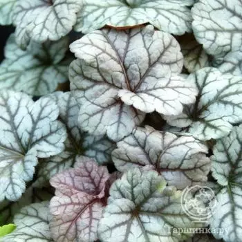 Гейхера Синнабар Силвер (Heuchera Cinnabar silver)