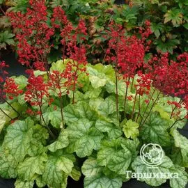 Гейхера Токио (Heuchera Tokyo)