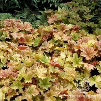 Гейхера Топаз Джаз (Heuchera Topaz Jazz)