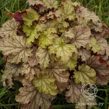 Гейхера Ворлд Кафе Амaретто