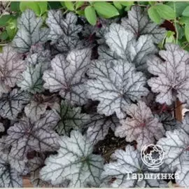 Гейхера Ворлд Кафе Корретто