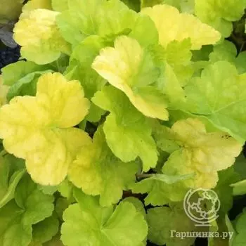 Гейхера Ворлд Кафе Романо