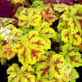 Гейхерелла Еллоустоун Фоллс (Heucherella Yellowstone Falls)