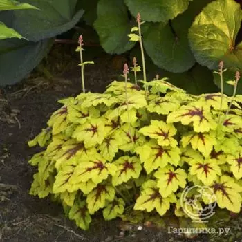 Гейхерелла Катчинг Фаер