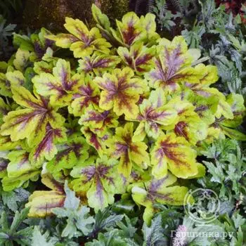 Гейхерелла Мохито