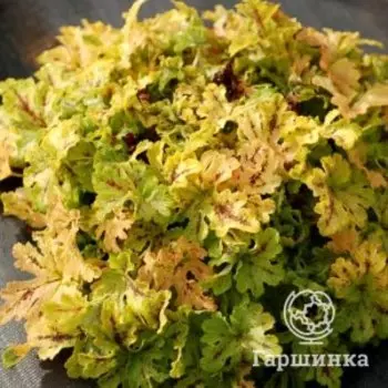 Гейхерелла Спайси Лайм