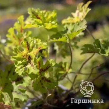 Гейхерелла Спайси Лайм