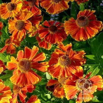 Гелениум Волтраут