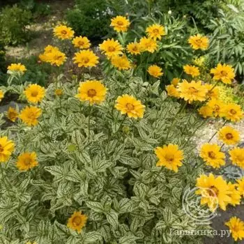 Гелиопсис (солнечник) Лорейн Саншайн