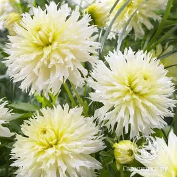 Георгина Айс Кристал бахромчатая