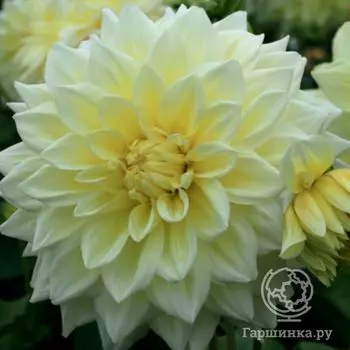 Георгина Альва Супрем