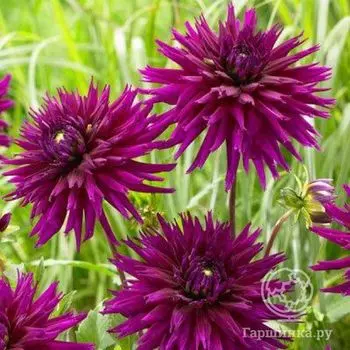 Георгина Амбишн