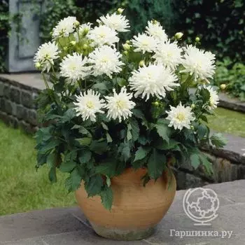 Георгина Аспен