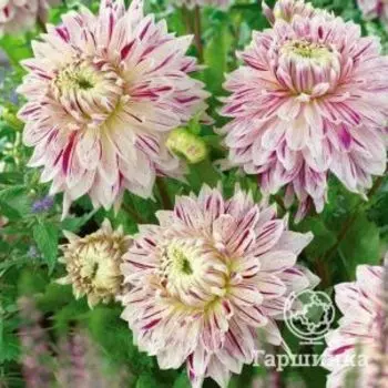 Георгина Авиньон декоративная