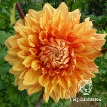 Георгина Бен Хьюстон декоративная