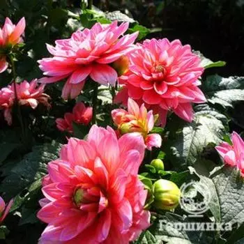 Георгина Берлинер Клене декоративная