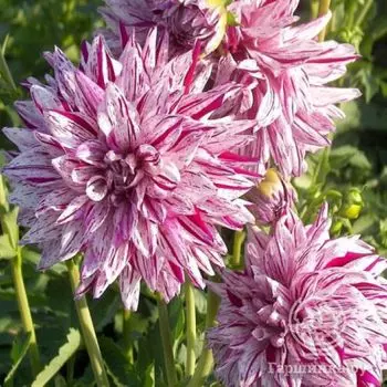 Георгина Блэкберри Рипл