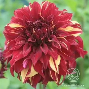 Георгина Богемиан Спартакус (МАКСИ) декоративная